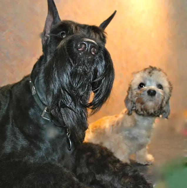 Myownly Boarding Kennel — photo from the business 10