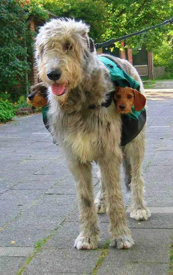 Myownly Boarding Kennel — photo from the business 11