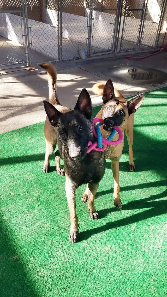 Myownly Boarding Kennel — photo from the business 7