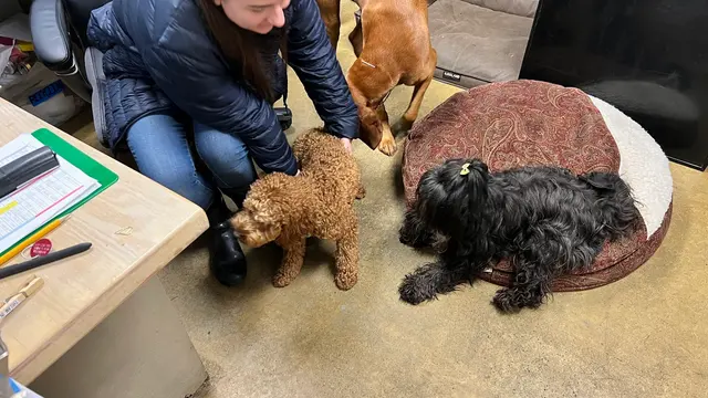 Myownly Boarding Kennel — customer photo 12