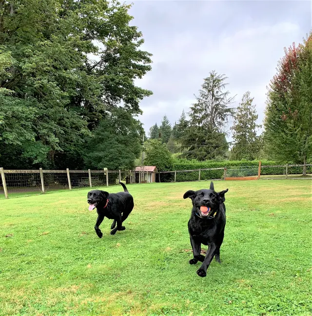 Myownly Boarding Kennel — customer photo 5