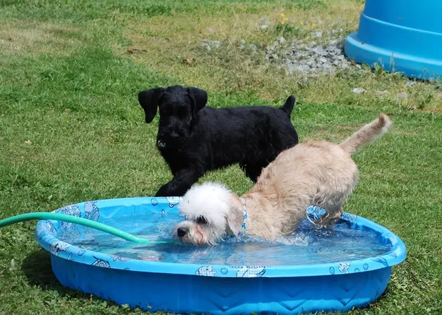 Myownly Boarding Kennel — photo from the business 4