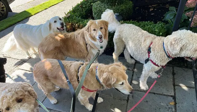 Wagnolia Pet Sitting — customer photo 1