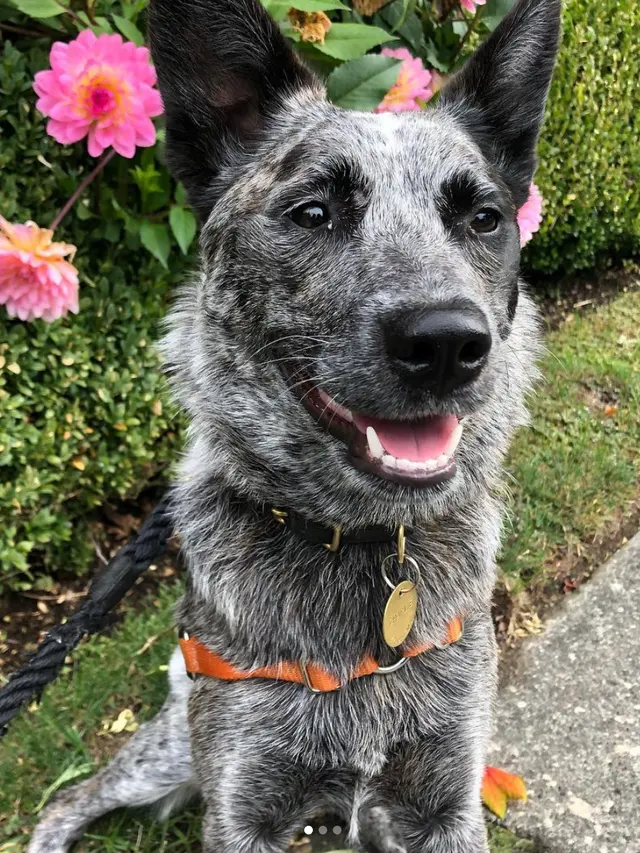 Wagnolia Pet Sitting — customer photo 4