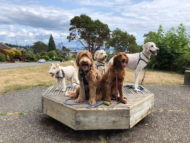 Wagnolia Pet Sitting — customer photo 2