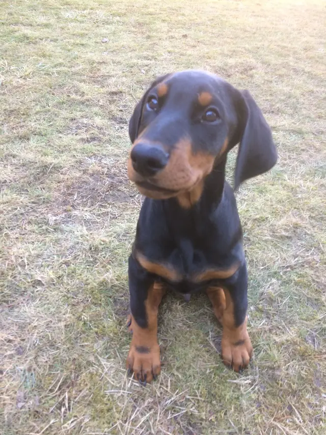 Wagnolia Pet Sitting — customer photo 5