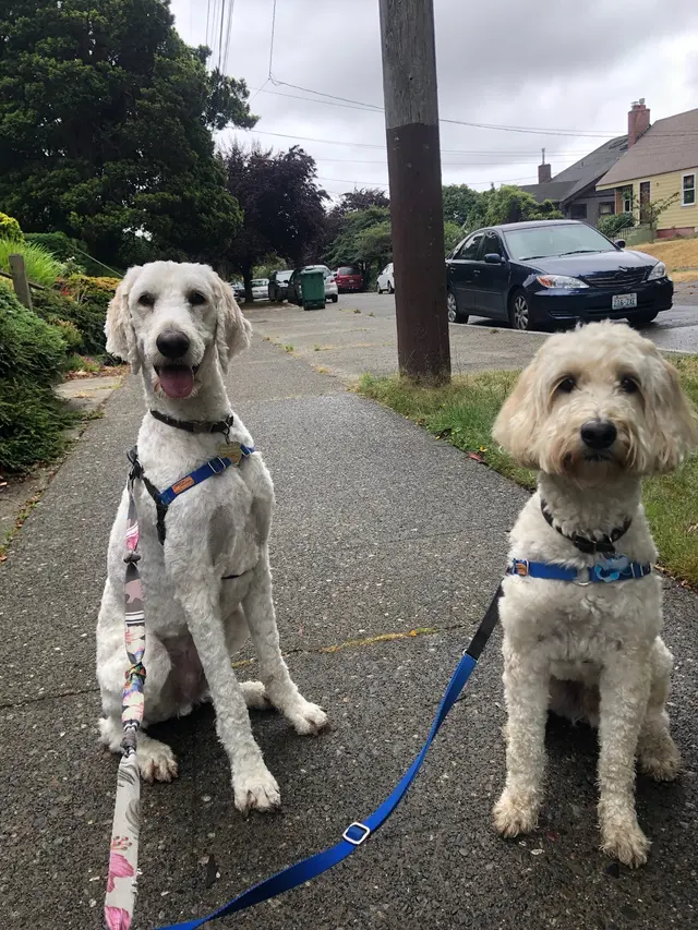 Wagnolia Pet Sitting — customer photo 3