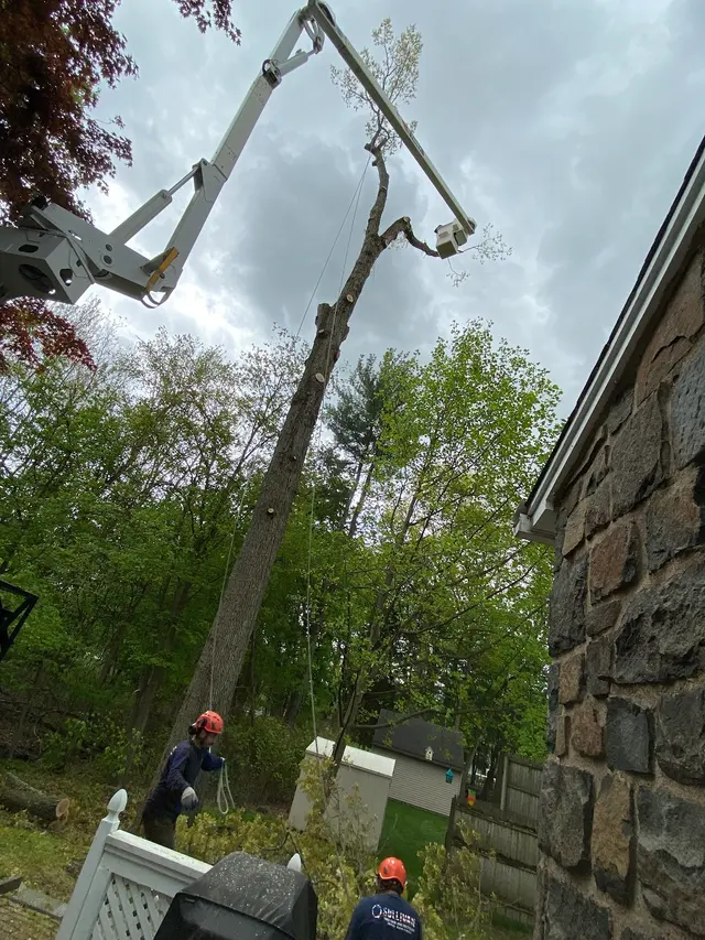 O'Sullivan Tree Care and Recycling — customer photo 6