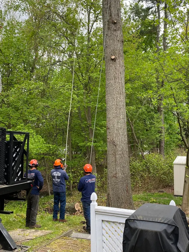 O'Sullivan Tree Care and Recycling — customer photo 1
