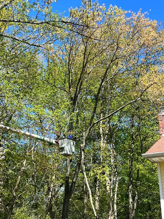 O'Sullivan Tree Care and Recycling — customer photo 10