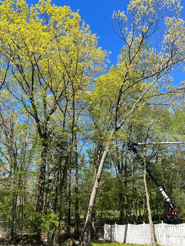 O'Sullivan Tree Care and Recycling — customer photo 2