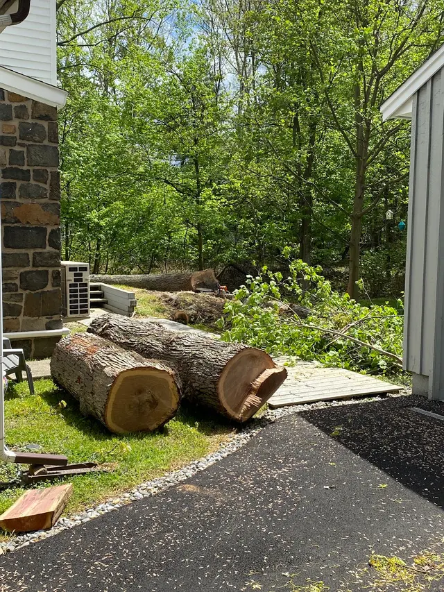 O'Sullivan Tree Care and Recycling — customer photo 5