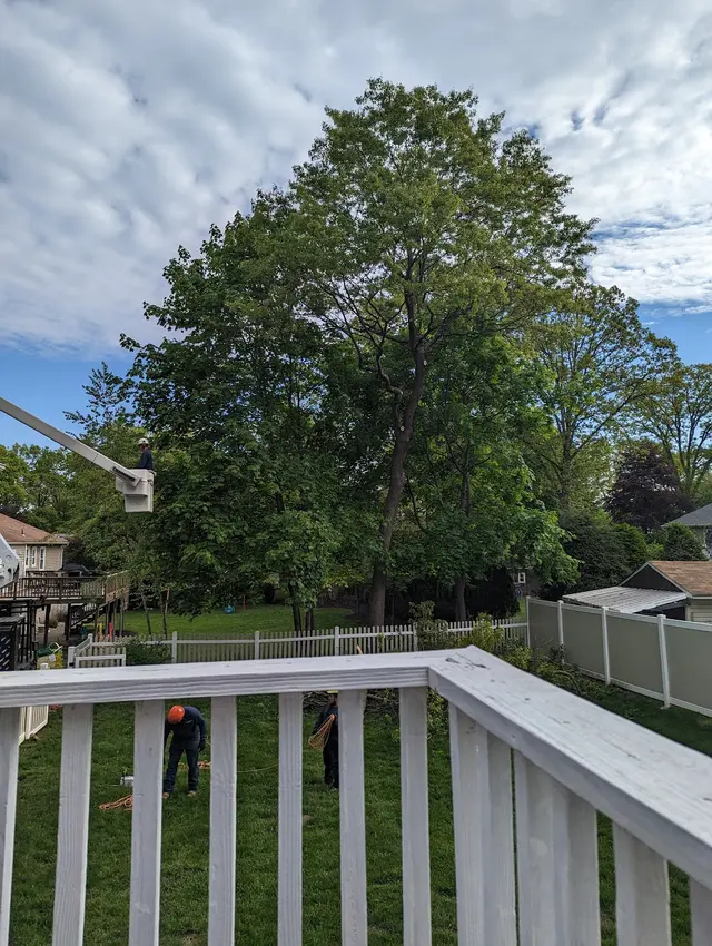 O'Sullivan Tree Care and Recycling — customer photo 8