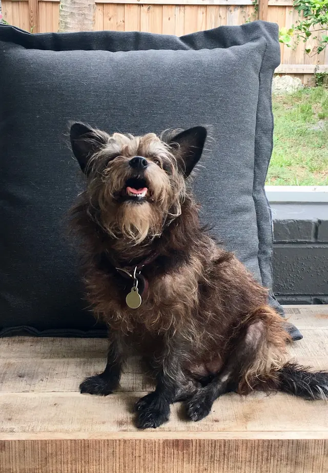 DOG WALKER-PET SITTER -STICKS N BONES — photo from the business 11