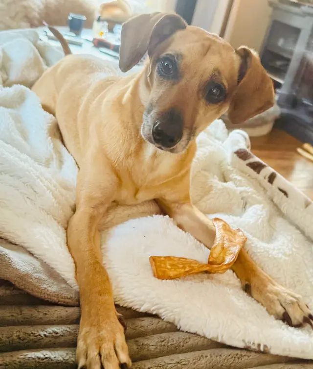 DOG WALKER-PET SITTER -STICKS N BONES — photo from the business 9