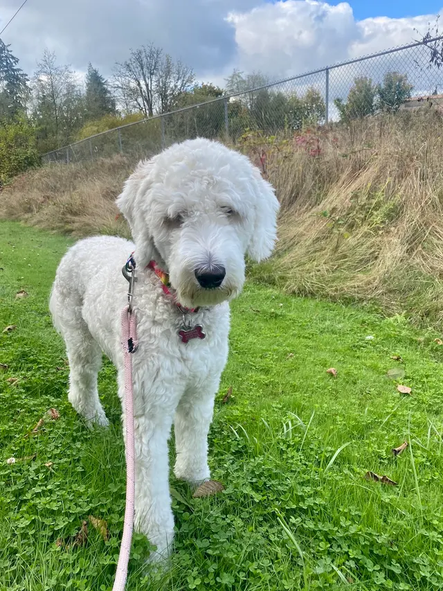DOG WALKER-PET SITTER -STICKS N BONES — photo from the business 8