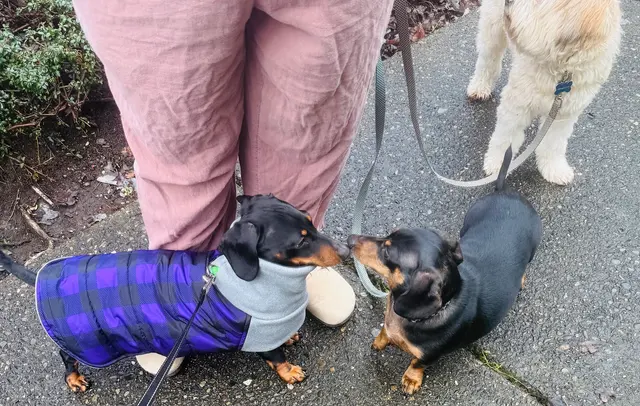 DOG WALKER-PET SITTER -STICKS N BONES — photo from the business 5