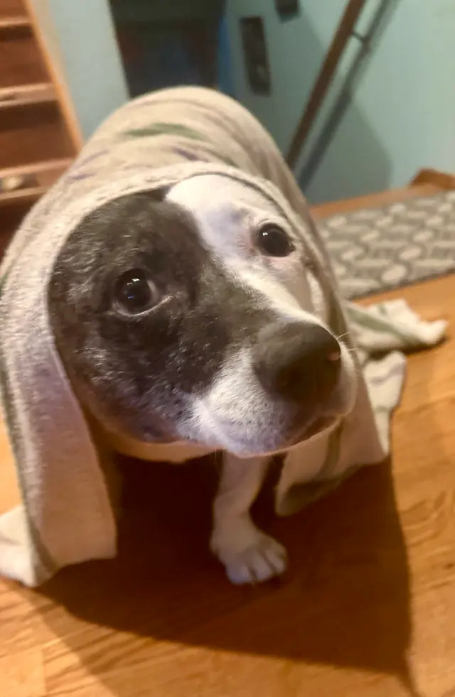 DOG WALKER-PET SITTER -STICKS N BONES — photo from the business 4
