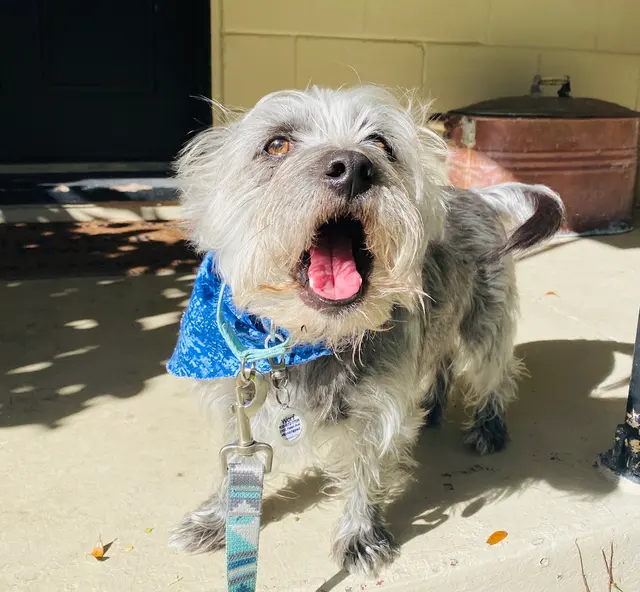 DOG WALKER-PET SITTER -STICKS N BONES — photo from the business 6