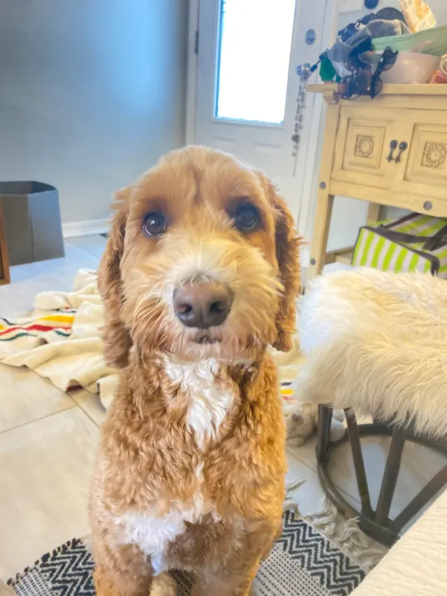 DOG WALKER-PET SITTER -STICKS N BONES — photo from the business 3