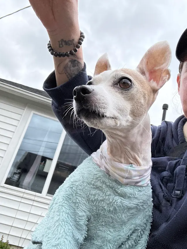 DOG WALKER-PET SITTER -STICKS N BONES — photo from the business 7