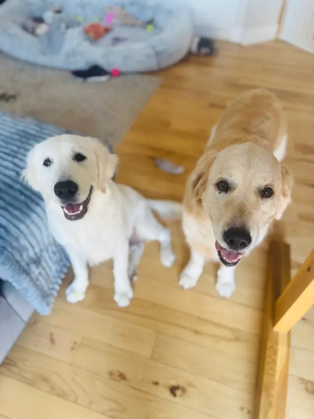 DOG WALKER-PET SITTER -STICKS N BONES — photo from the business 10