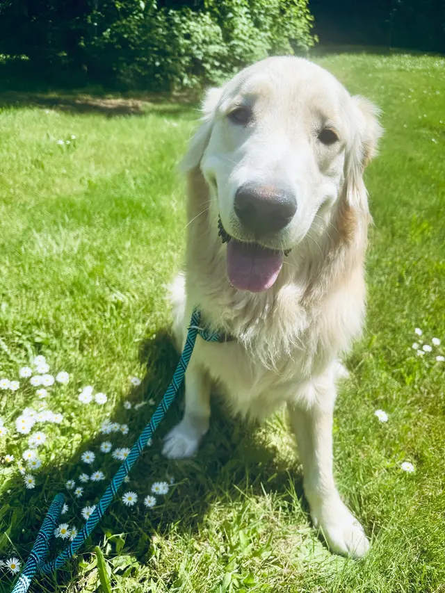 DOG WALKER-PET SITTER -STICKS N BONES — photo from the business 1