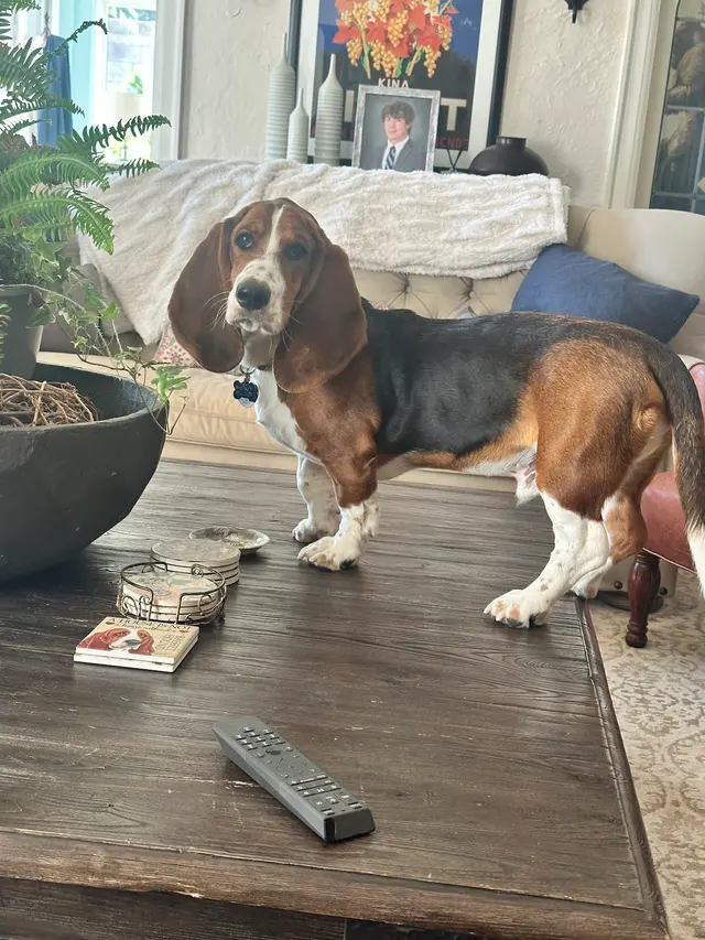Canine To Five — customer photo 12