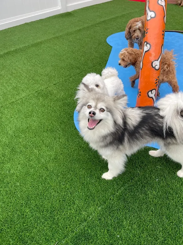Canine To Five — customer photo 6