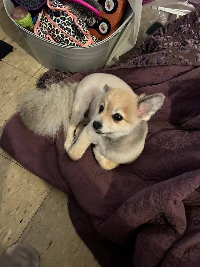 Canine To Five — customer photo 8
