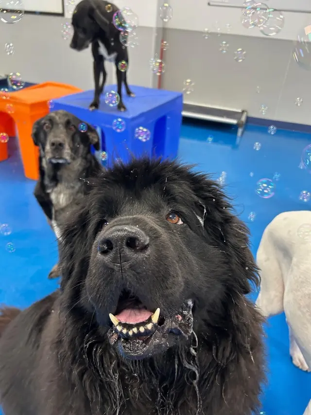 Canine To Five — customer photo 11