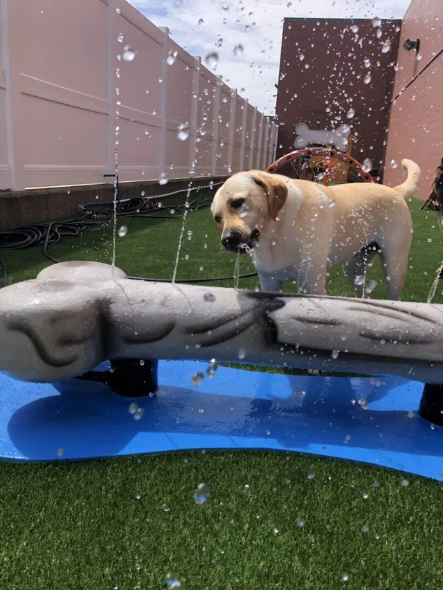 Canine To Five — photo from the business 5