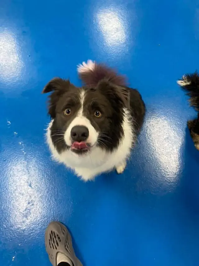 Canine To Five — customer photo 7