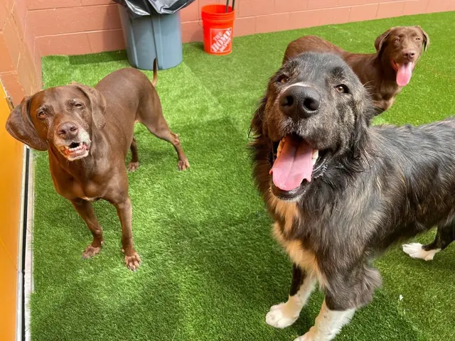 Canine To Five — photo from the business 2