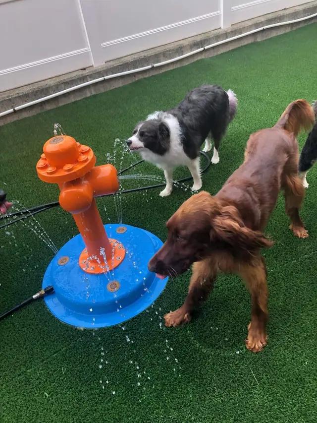 Canine To Five — customer photo 3