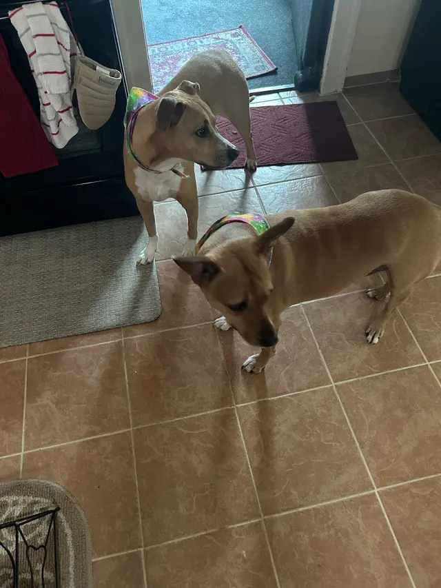 Customer photo from bonnie's review
