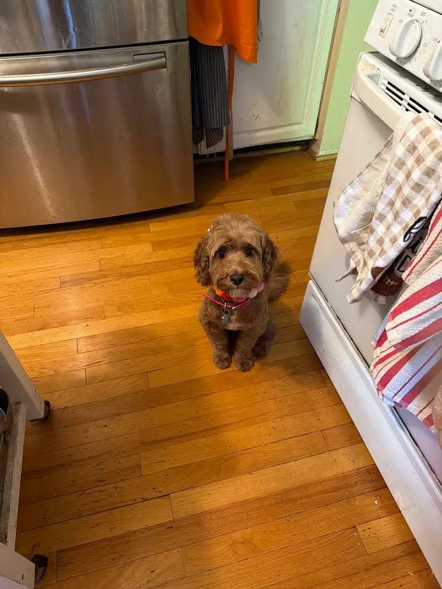 Customer photo of work by Canine To Five, from C. Luc's review
