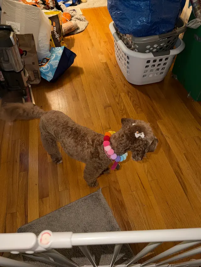 Customer photo of work by Canine To Five, from C. Luc's review
