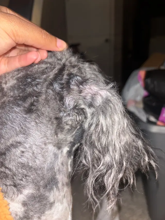 Canine To Five — customer photo 8