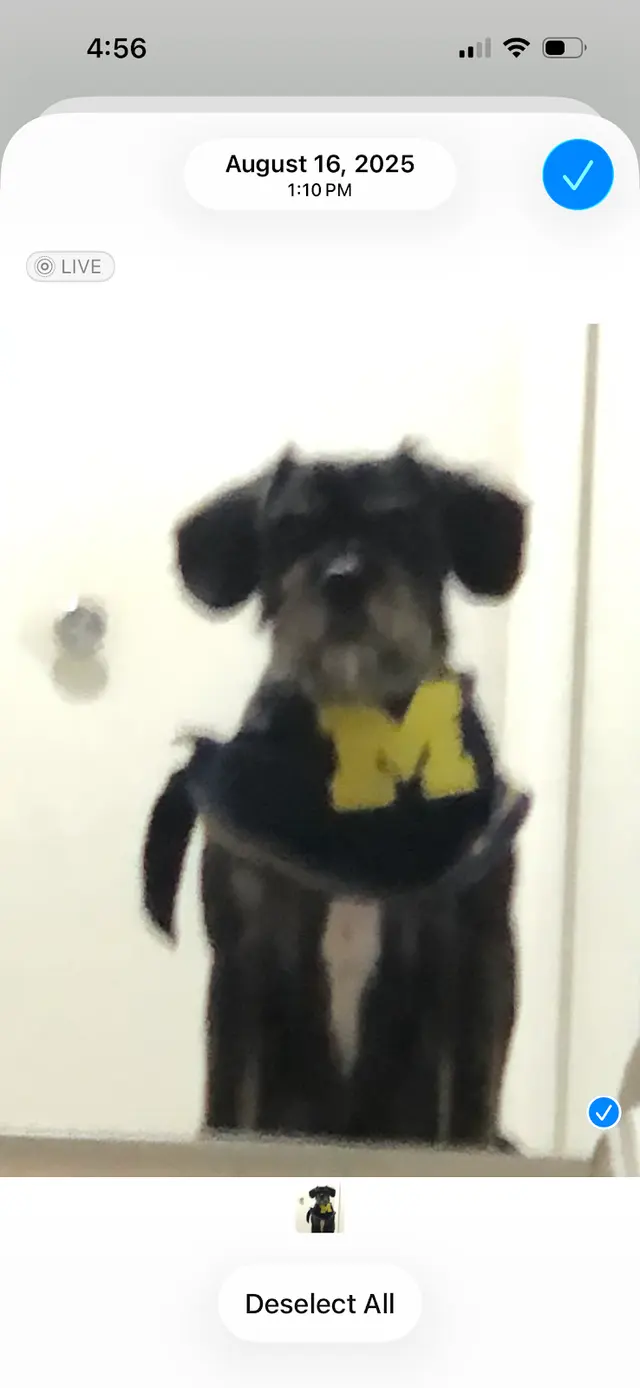 Canine To Five — customer photo 10