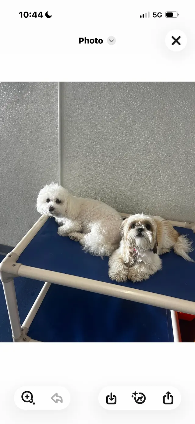 Canine To Five — customer photo 6