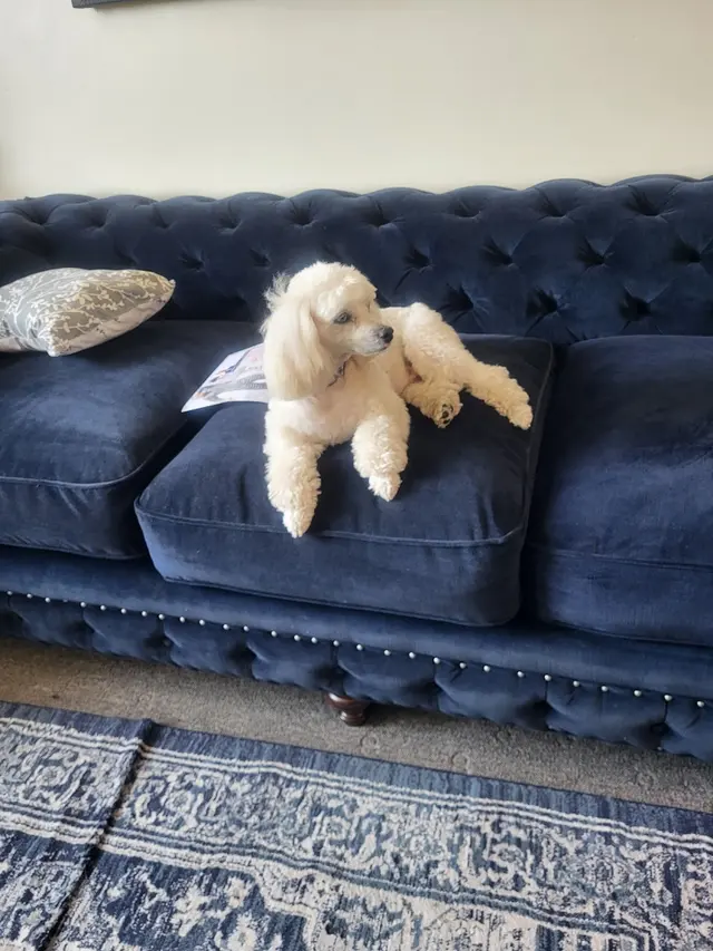 Canine To Five — customer photo 11