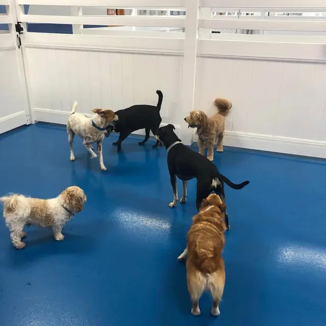 Canine To Five — photo from the business 2