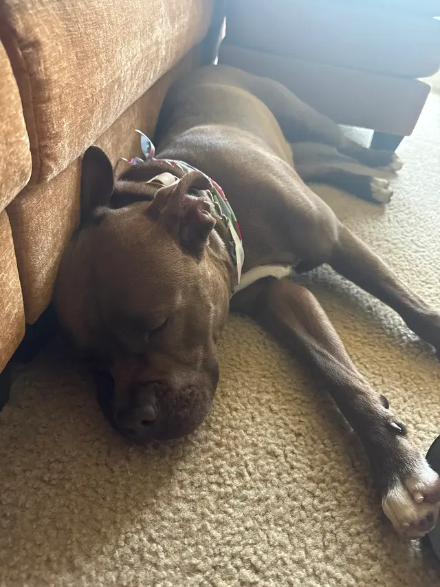 Canine To Five — customer photo 5