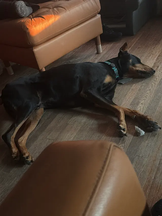 Canine To Five — customer photo 4