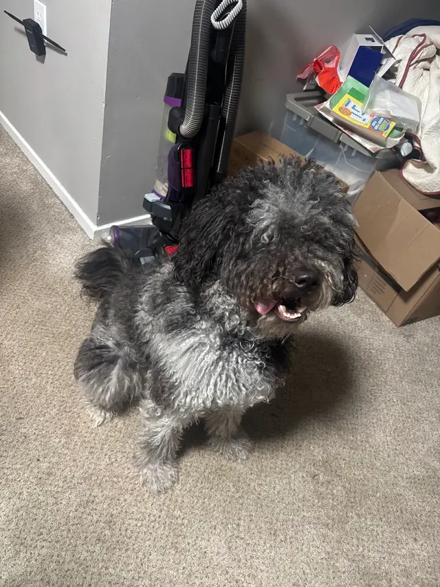 Canine To Five — customer photo 9