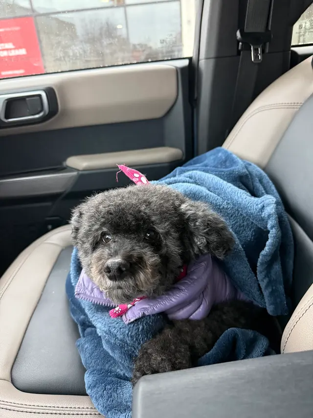 Canine To Five — customer photo 12