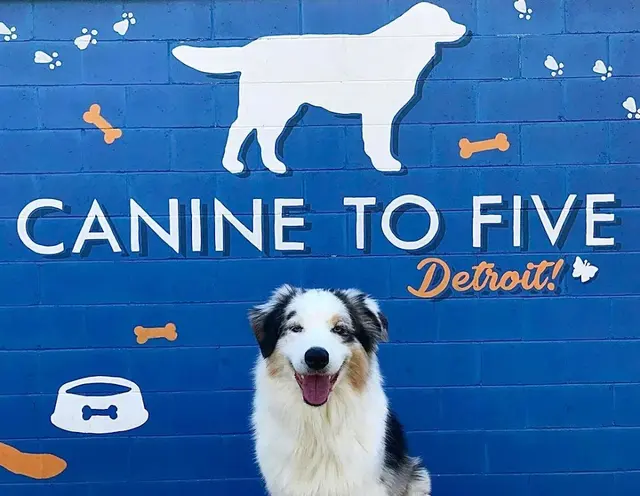 Canine To Five — photo from the business 1