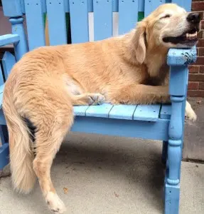 Gentle Pet Protectors — photo from the business 4