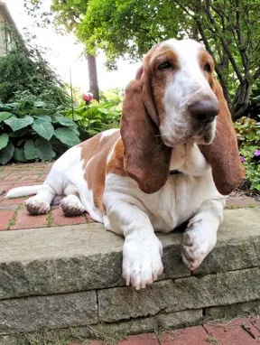 Gentle Pet Protectors — photo from the business 8